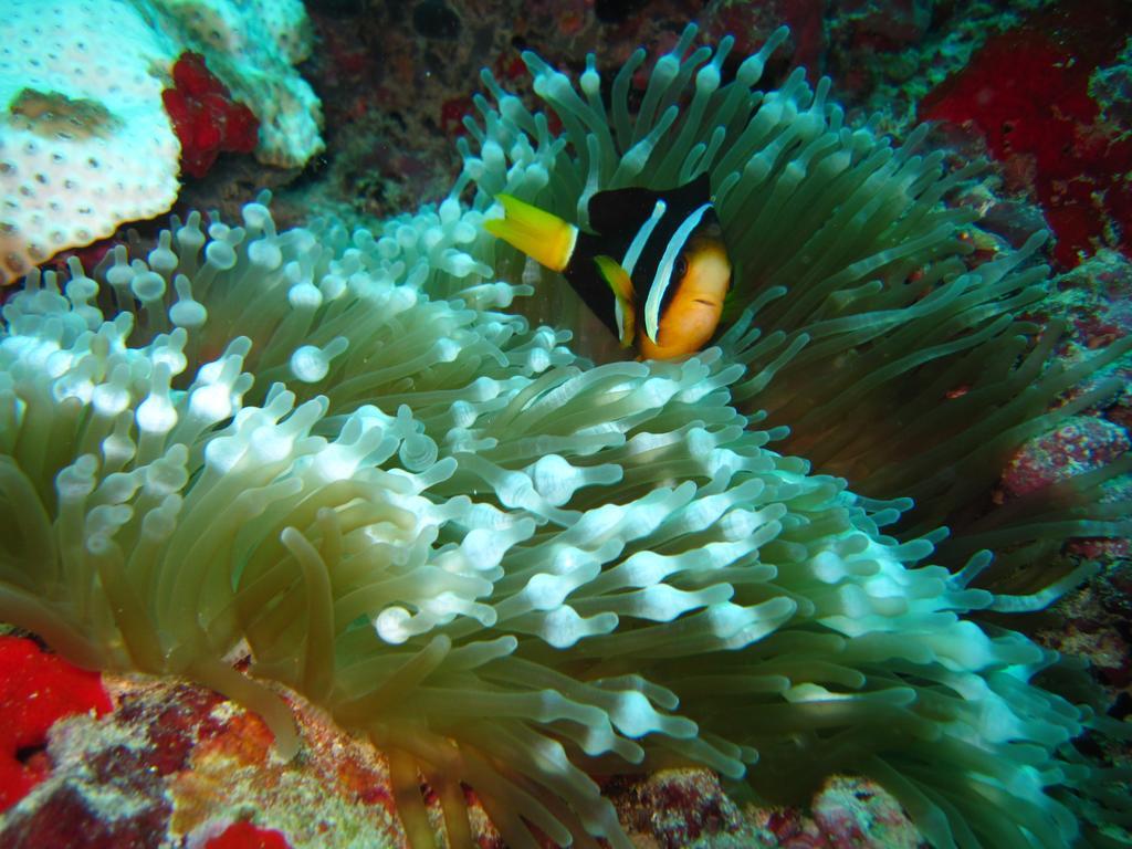 Marinabayvilla-Himandhoo Eksteriør bilde