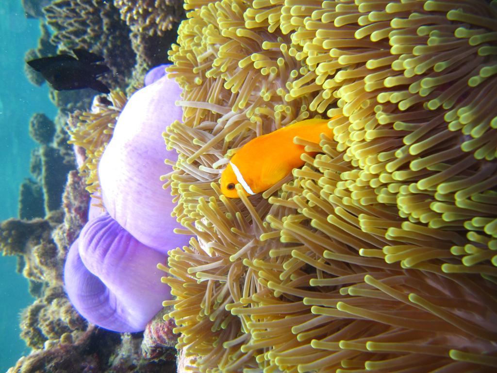 Marinabayvilla-Himandhoo Eksteriør bilde